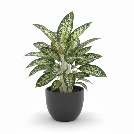 Chinese Evergreen 'Spotted'