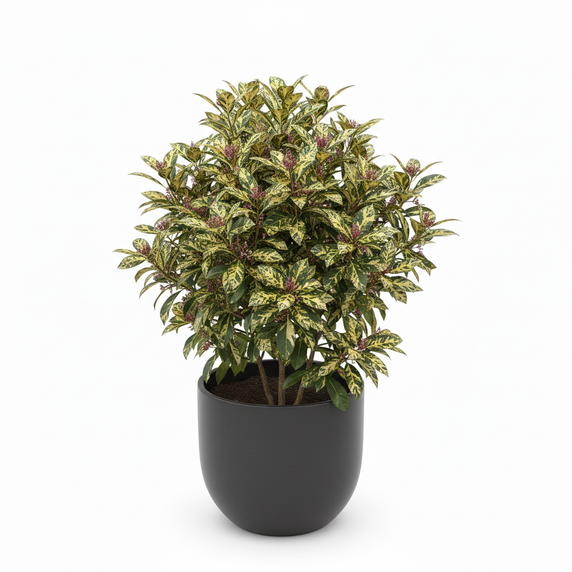 Japanese Laurel