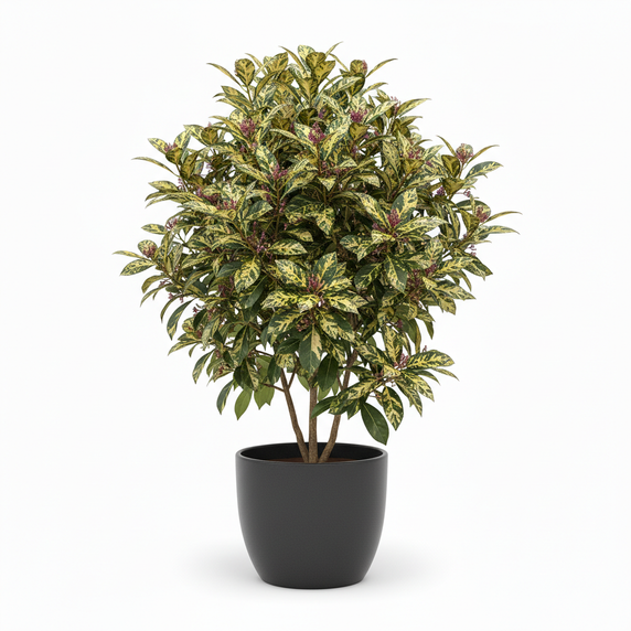 Japanese Laurel