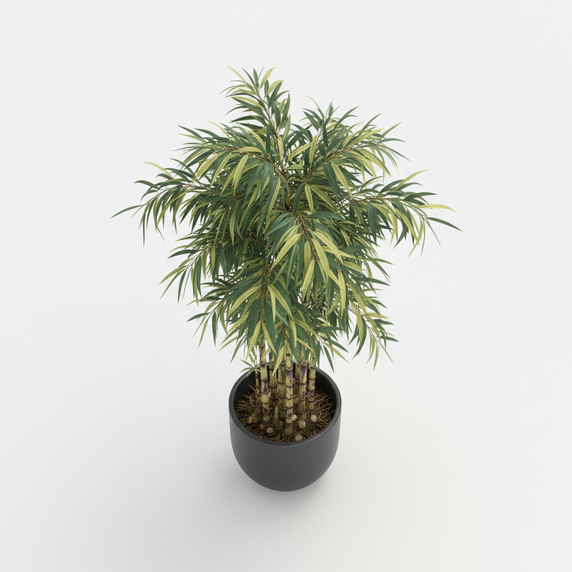 Tiger Bamboo 'Boryana'