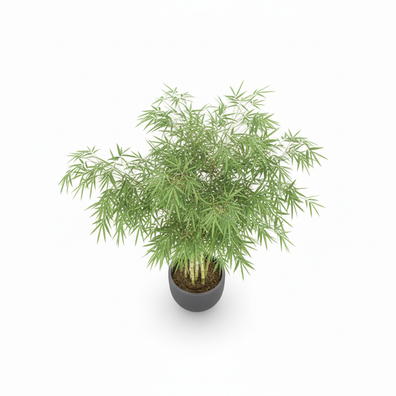 Lucky Bamboo 'Spiral'