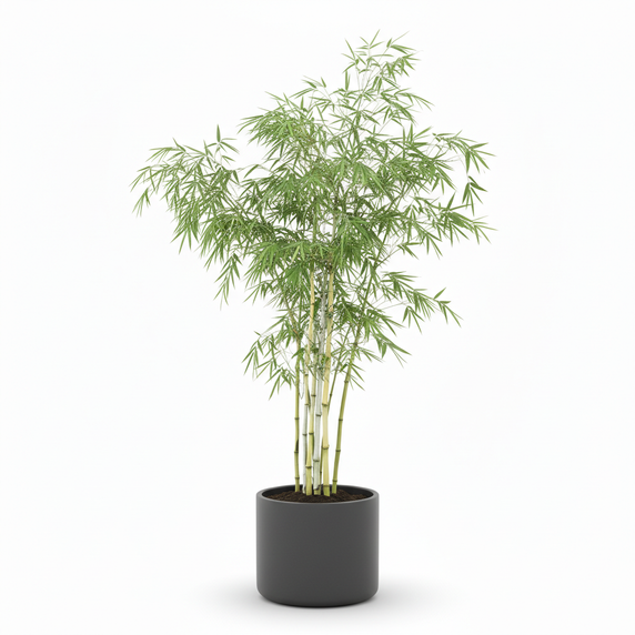 Lucky Bamboo 'Spiral'