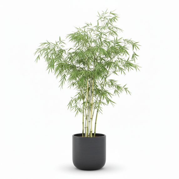 Ghost Bamboo 'Amoenus'