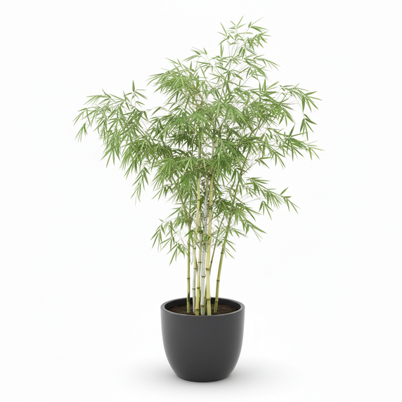 Ghost Bamboo 'Amoenus'