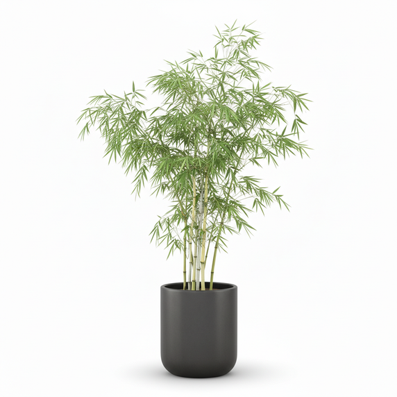 Ghost Bamboo 'Amoenus'