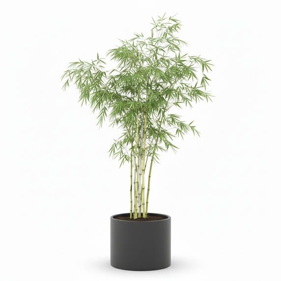 Ghost Bamboo 'Amoenus'