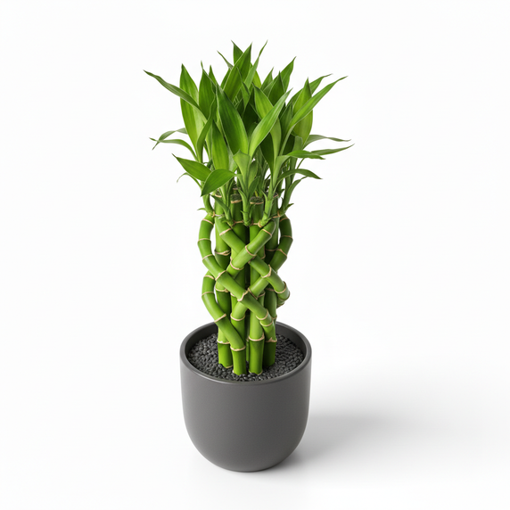Lucky Bamboo '3-Tier Arrangement'