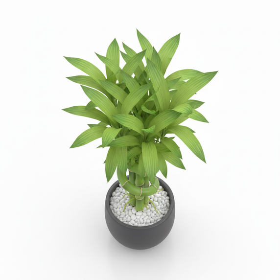 Lucky Bamboo Lattice 'Lattice'