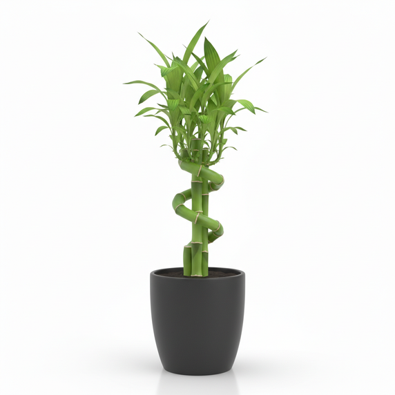 Lucky Bamboo Lattice 'Lattice'