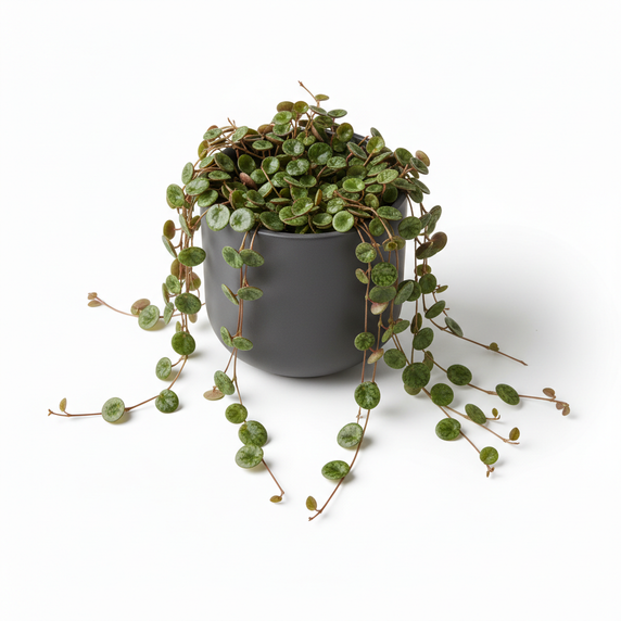 Pepperspot Peperomia 'Pepperspot'