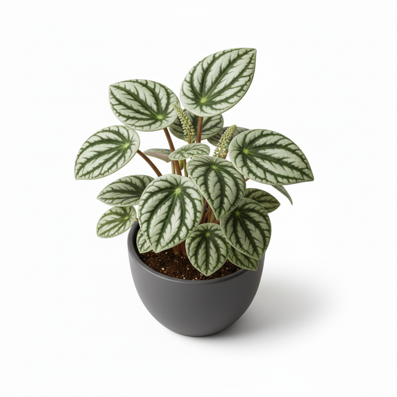 Watermelon Peperomia