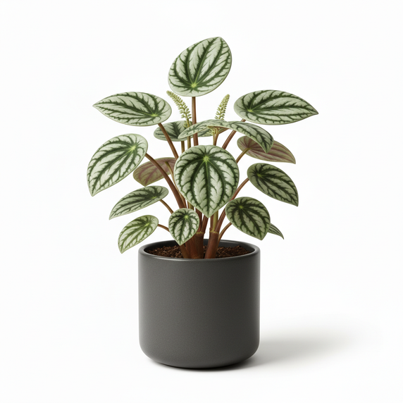 Watermelon Peperomia