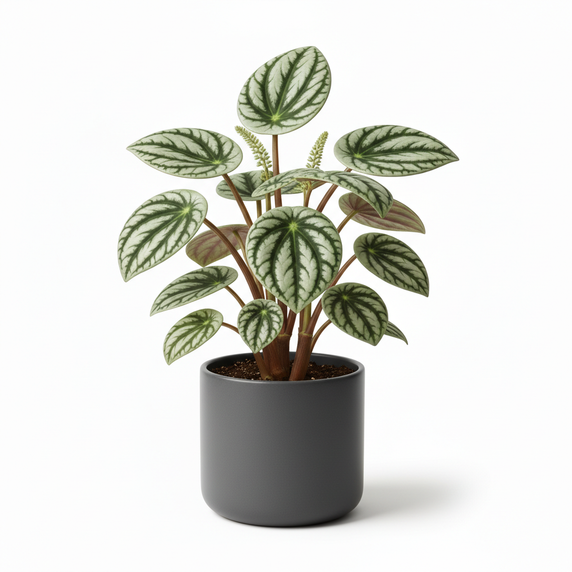 Watermelon Peperomia