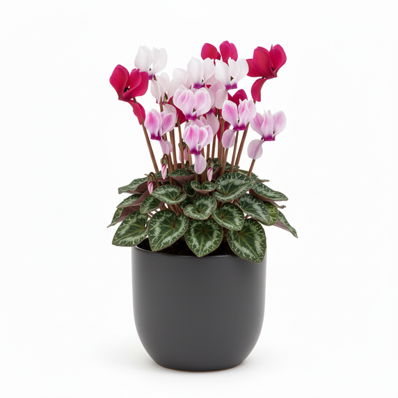 Persian Cyclamen