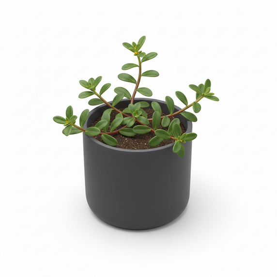 European Barberry