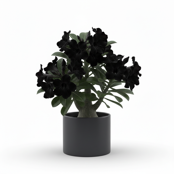 Arrowhead Plant
