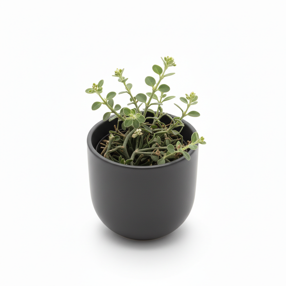 Never Never Plant 'Tricolor'