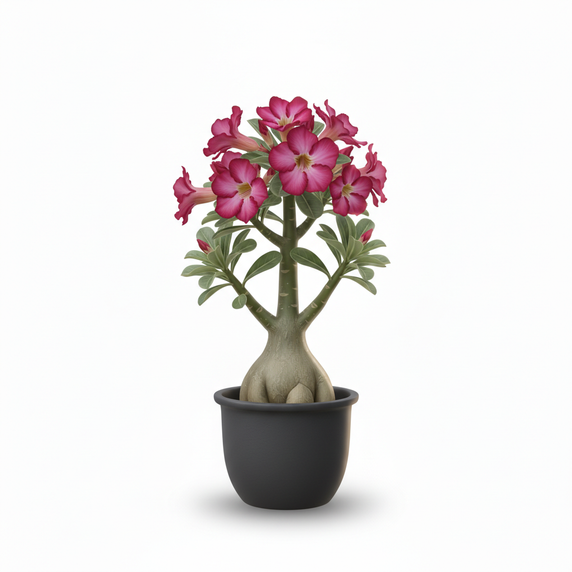 Heart-Shaped Ficus Bonsai