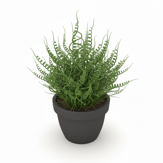 Corkscrew Rush 'Spiralis'