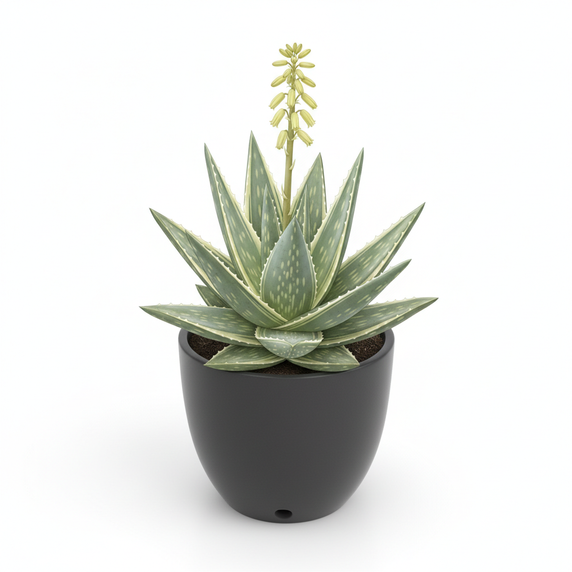 Ficus Bonsai 'Twisted S-Shape'