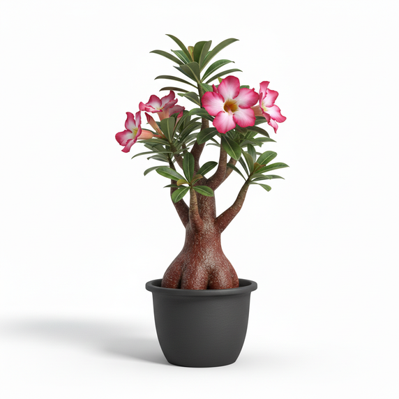 Friendship Plant 'Moon Valley'
