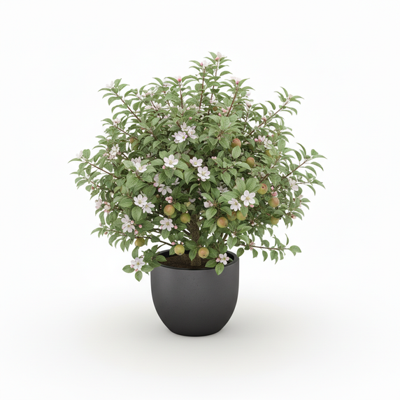 Dwarf Apple Tree 'Dwarf'