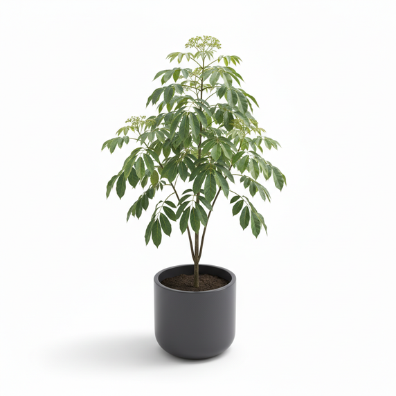 Australian Umbrella Tree