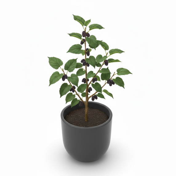 Standard Mulberry Tree