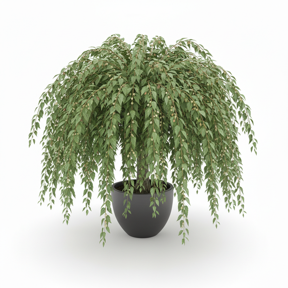 Weeping Mulberry 'Pendula'