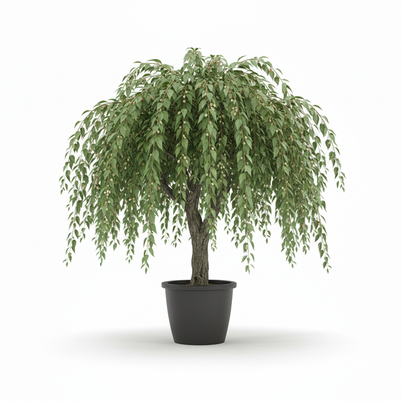 Weeping Mulberry 'Pendula'