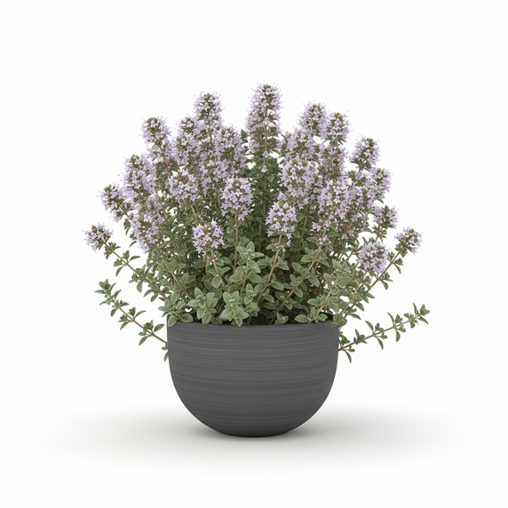 Common Thyme