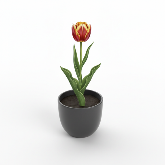 Dutch Tulip