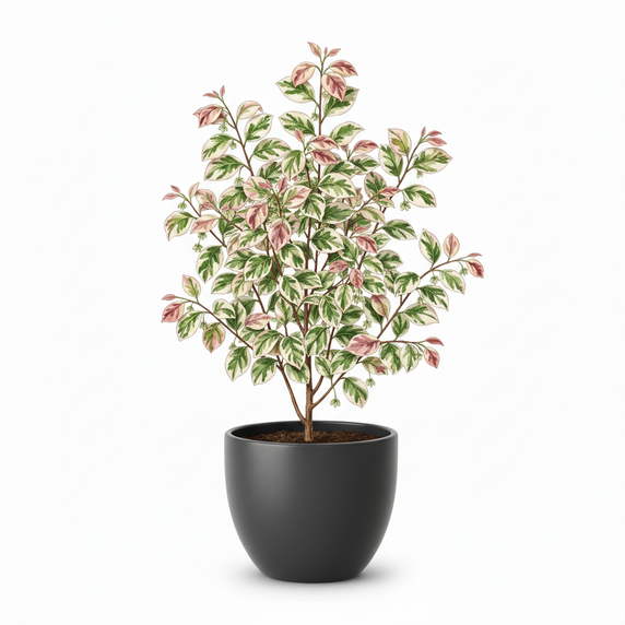 Snow Bush 'Roseopicta'