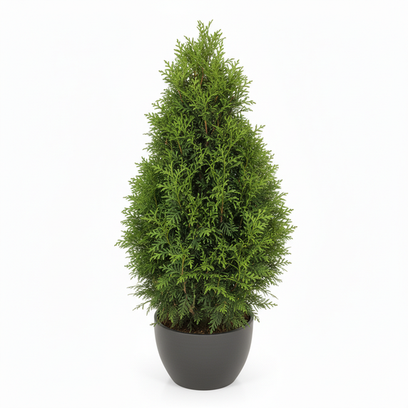 Standard Arborvitae 'Standard Topiary'