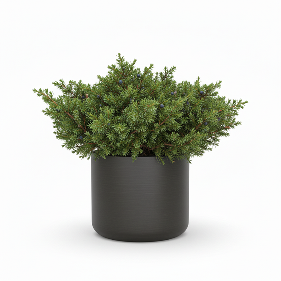 Japanese Garden Juniper 'Nana'
