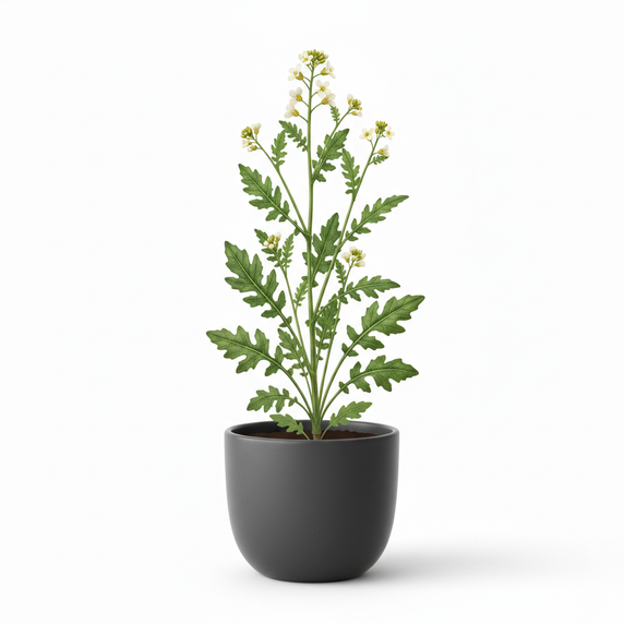 Arugula