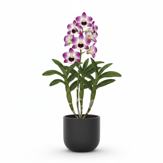 Dendrobium Orchid