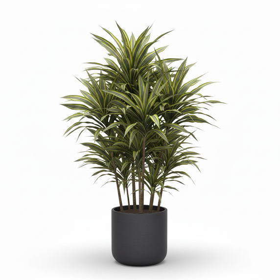 Golden Coast Dracaena 'Golden Coast'