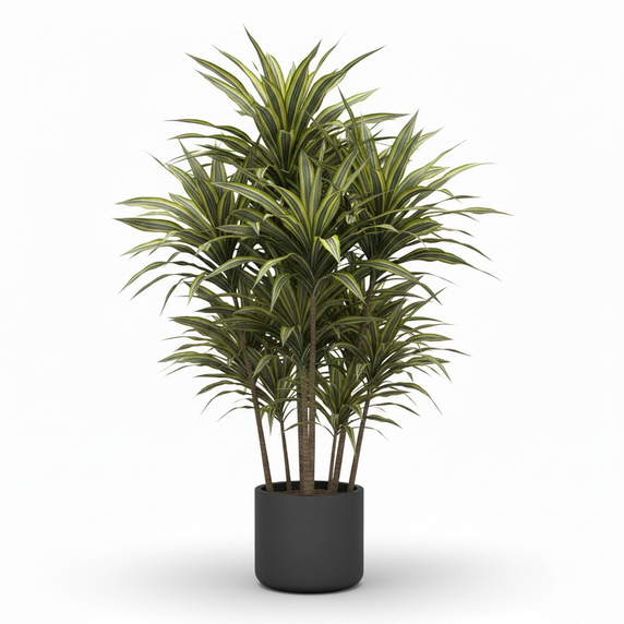 Golden Coast Dracaena 'Golden Coast'