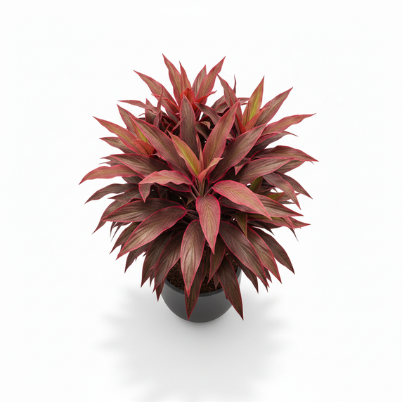 Ti Plant 'Red'