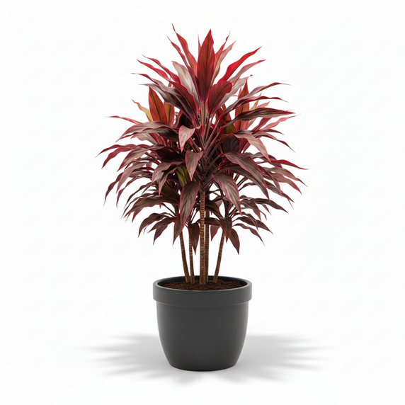Ti Plant 'Red'