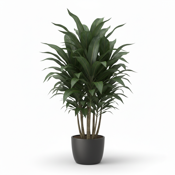 Dracaena 'Janet Craig' 'Janet Craig'