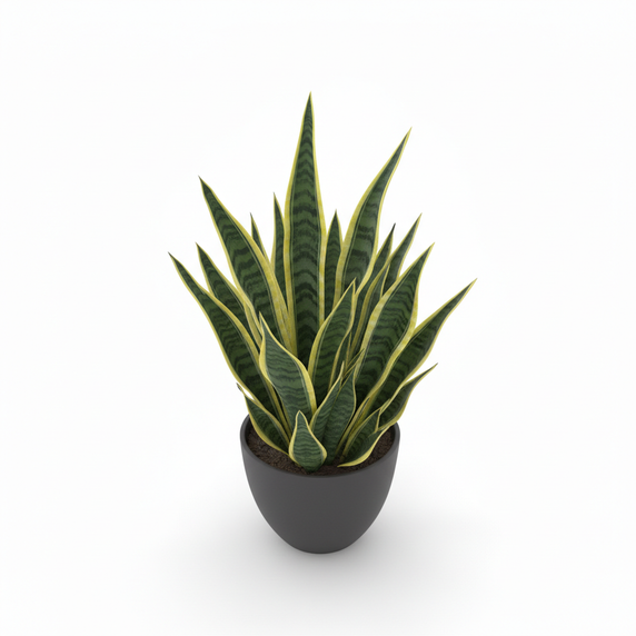 Snake Plant 'Trifasciata'