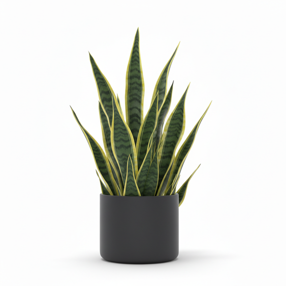 Snake Plant 'Trifasciata'