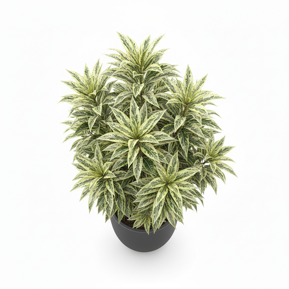 Gold Dust Dracaena 'Florida Beauty'