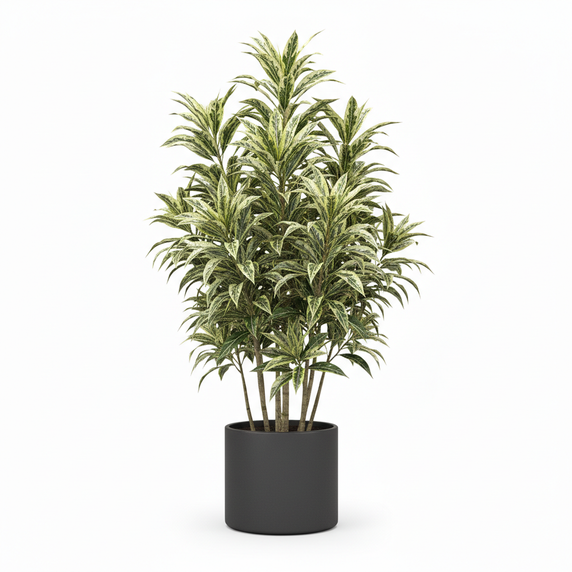 Gold Dust Dracaena 'Florida Beauty'