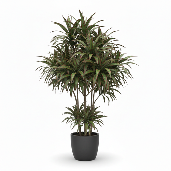 Madagascar Dragon Tree 'Red-Edged'