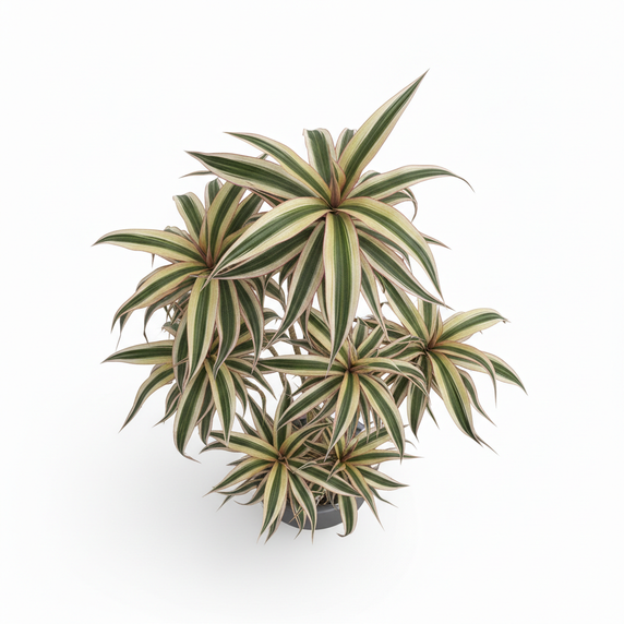 Madagascar Dragon Tree Tricolor 'Tricolor'