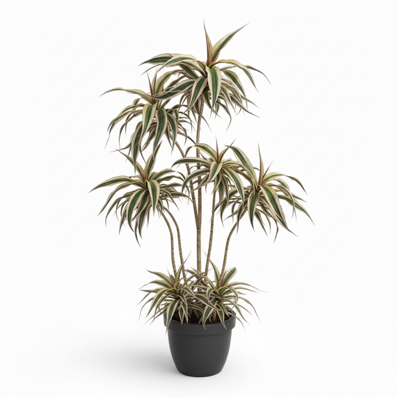 Madagascar Dragon Tree Tricolor 'Tricolor'