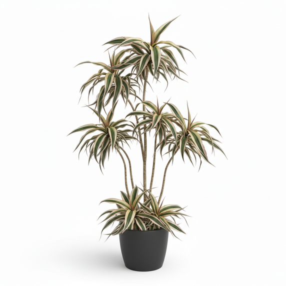 Madagascar Dragon Tree Tricolor 'Tricolor'